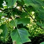 Liriodendron chinense Folha