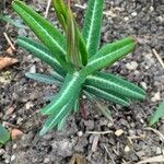 Euphorbia lathyris Blad