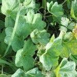 Alchemilla subcrenata Leaf