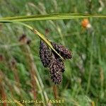 Carex atrata Fleur