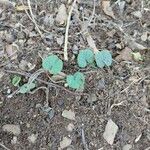 Dichondra repens Hoja
