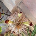 Pachypodium namaquanum പുഷ്പം