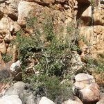 Ficus cordata Hoja