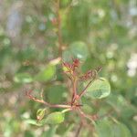 Spirostachys africana Leaf