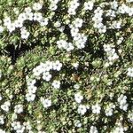 Junellia minima Fleur