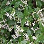 Trachelospermum jasminoides Buveinė