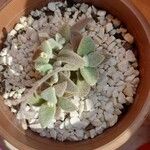 Kalanchoe eriophylla Цветок