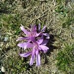 Colchicum bulbocodium Blüte