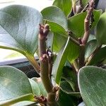 Peperomia magnoliifolia Bark