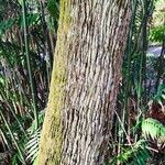 Livistona australis Ekosanga