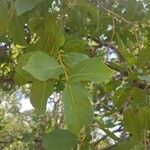 Combretum apiculatum 葉