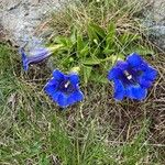 Gentiana alpinaᱵᱟᱦᱟ