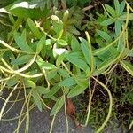 Peperomia galioides ശീലം