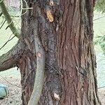 Chamaecyparis obtusa Corteza