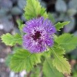 Centratherum punctatum Flor