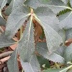 Helleborus argutifolius Leaf