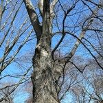 Fagus grandifoliaBark