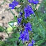 Hyssopus officinalis Flower