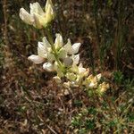 Lupinus densiflorus Plante entière