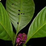 Psychotria guapilensis Blüte