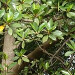 Rhizophora racemosa 树皮