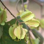 Combretum molle Fruit