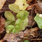 Veronica officinalis Leaf