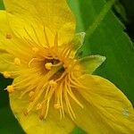 Waldsteinia ternata Çiçek
