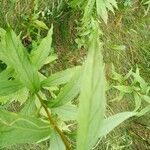 Doellingeria umbellata Hoja