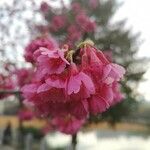 Prunus campanulata Blomst