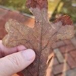 Quercus stellata List