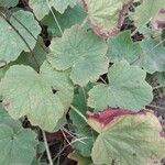 Heuchera villosa Lehti