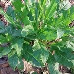 Rumex patientia Folha