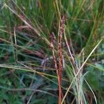 Carex myosuroides ফল