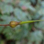 Geranium robertianum Owoc