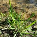 Poa annua Leaf