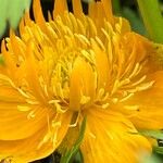 Trollius chinensis പുഷ്പം