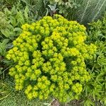 Euphorbia epithymoides ফুল