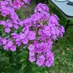 Phlox paniculataŽiedas