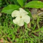 Brunfelsia americana 花