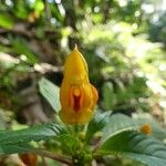 Impatiens auricoma Fleur