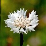 Centaurea cyanus Flower