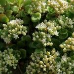 Polycarpon polycarpoides Fula