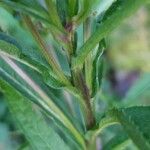 Senecio cacaliaster Folha