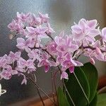 Phalaenopsis spp. Квітка