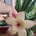 Stapelia gigantea Kvet