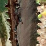 Euphorbia trigona Fulla