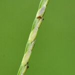 Axonopus fissifolius Плод
