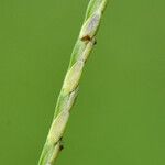 Axonopus fissifolius Fruit