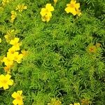 Tagetes tenuifolia Likasa